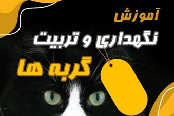 آموزش نگهداری و تربیت گربه ها