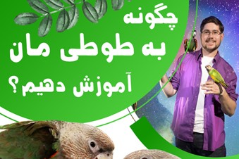 چگونه به طوطی مان آموزش دهیم