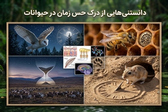 دانستنی هایی از درک حس زمان در حیوانات