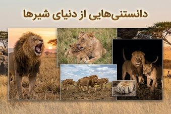 دانستنی هایی از دنیای شیرها
