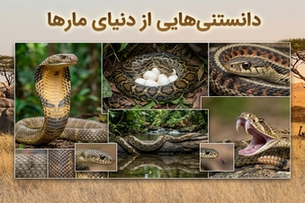 دانستنی هایی از دنیای مارها