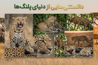دانستنی هایی از دنیای پلنگ ها