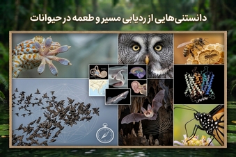 دانستنی هایی از ردیابی مسیر و طعمه در حیوانات