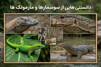دانستنی هایی از سوسمارها و مارمولک ها