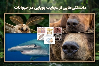 دانستنی هایی از عجایب بویایی در حیوانات