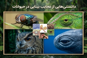 دانستنی هایی از عجایب بینایی در حیوانات