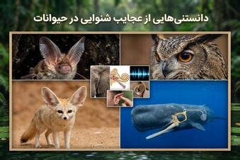 دانستنی هایی از عجایب شنوایی در حیوانات